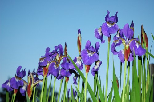 Iris (in twilight)