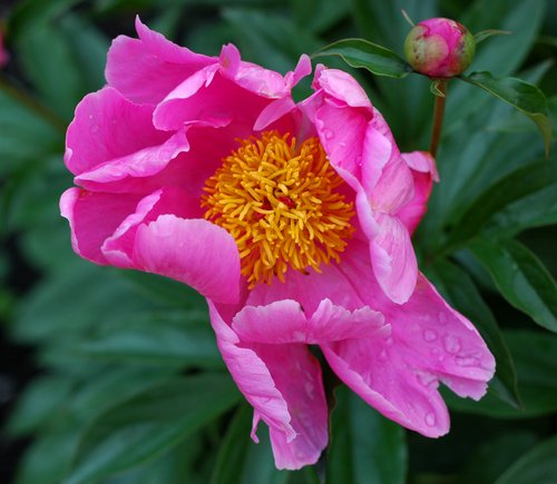 Pink Peony