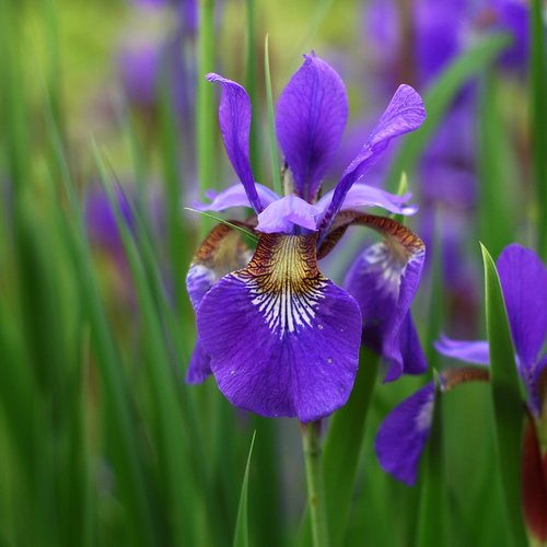 Iris