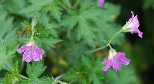 Cranesbill Geranium