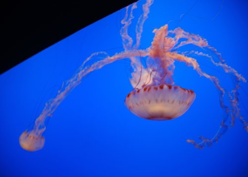 The Jellies