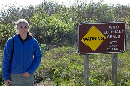WARNING:  Wild Elephant Seals