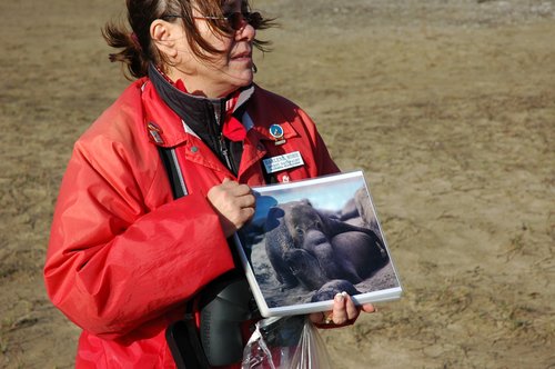 Why they are called 'Elephant' Seals