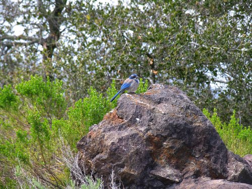 Western Scrub Jay (Approaching the)