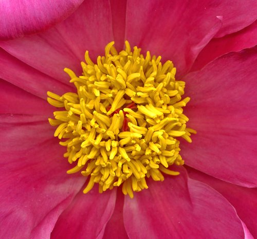 Peony Center