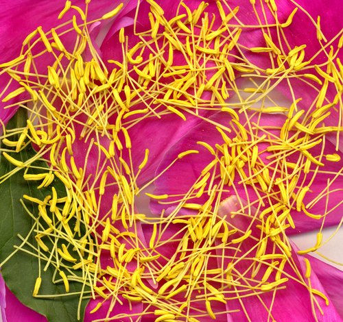 Peony De/Re/Construction