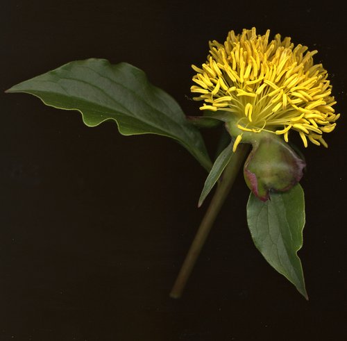 Peony Stamens