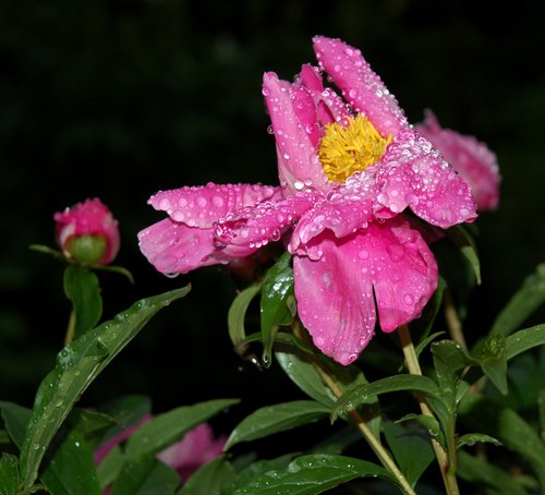 Pink Peony