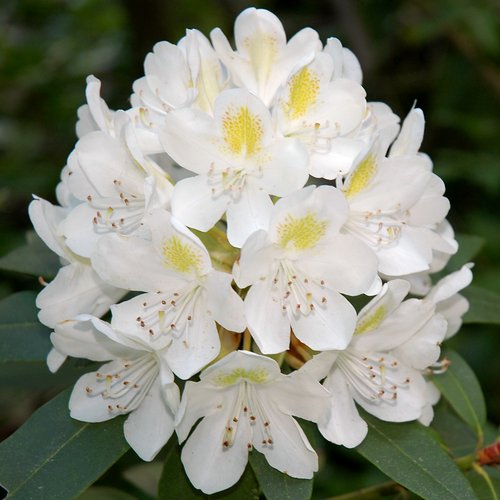 White Rhododendron