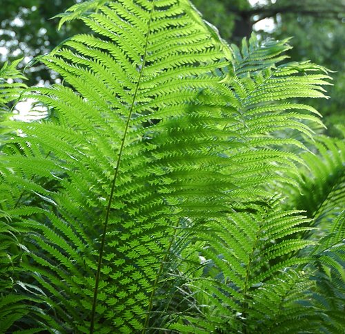 Cinnamon Fern - Work in Progress