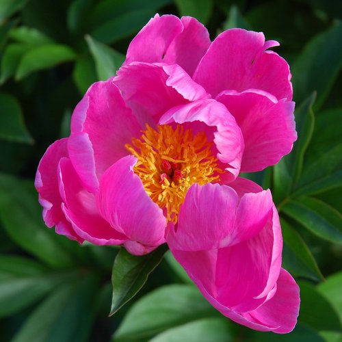Pink Peony (after the rain stopped)