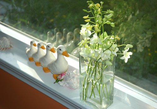 Ducks - walking - toward the orchids - blocked by rose and sea shell - reflected in window
