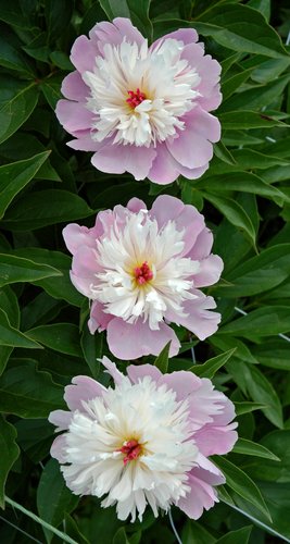 Three Peonies