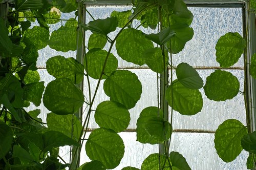 Greenhouse entrance (looking up)