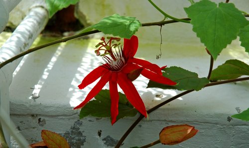 Red Passion Flower (wide)