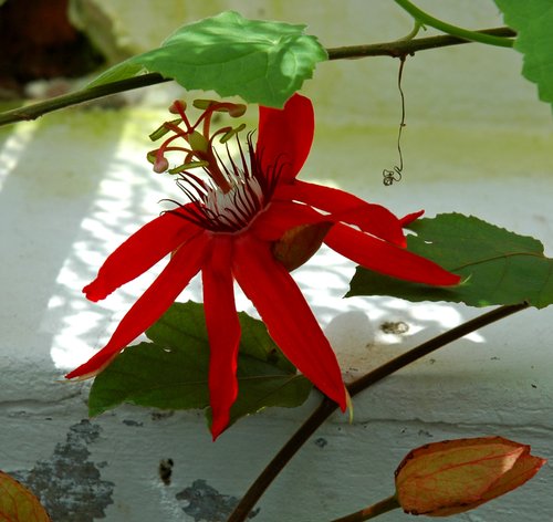 Red Passion Flower (detail)