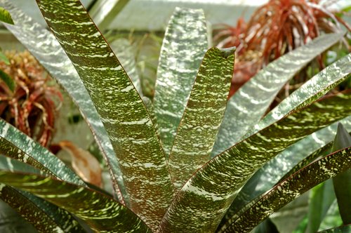 Bromeliad (Leaf patterns)