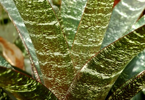 Bromeliad Leaf Pattern (Detail)