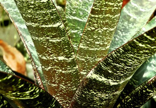 Bromeliad Leaf Pattern (Ink Outlines filter)