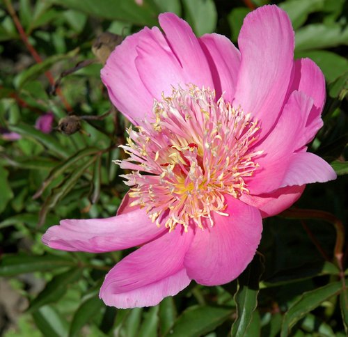 Paeonia 'Henry Potin'