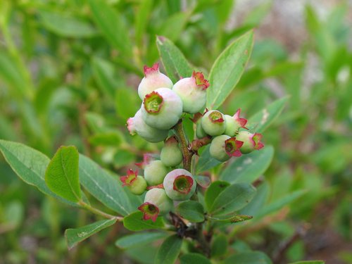 Wild Blueberries