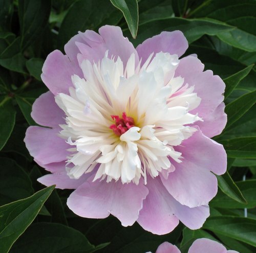 Peony (detail)