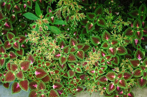 Coleus varieties