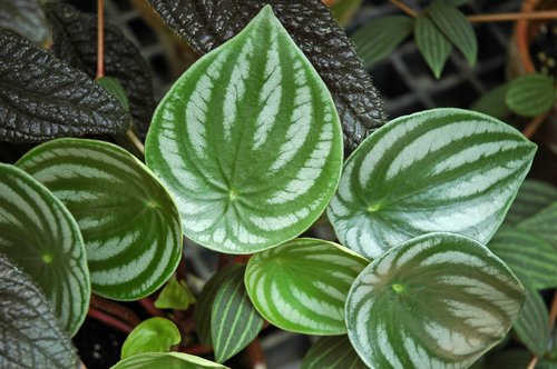 Watermelon patterns on Peperomia leaf
