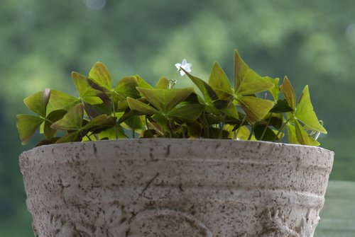 D200 Comparison (Clover Flower)