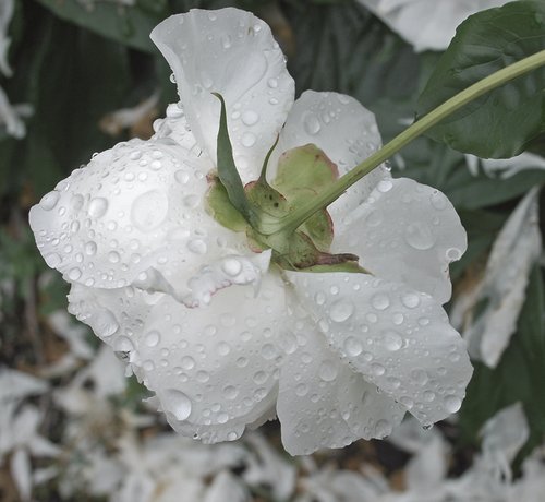 Raining (again)