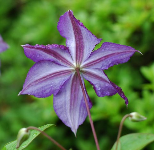 Clematis (flower back)