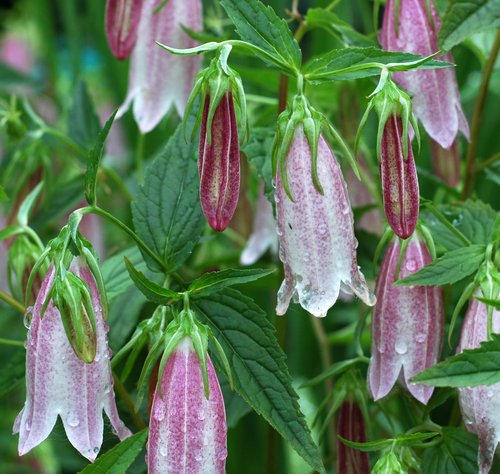 Spotted bellflower