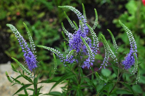 Long Leaf Speedwell