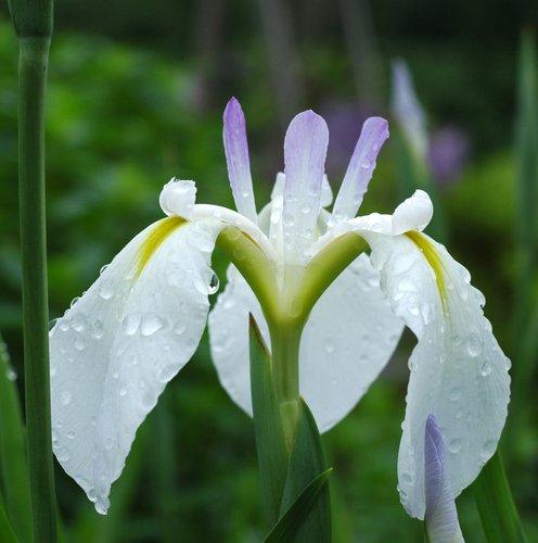 Iris (after rain)