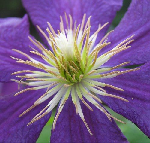 Purple Clematis Center