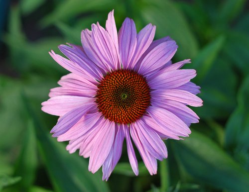 Echinacea Flower