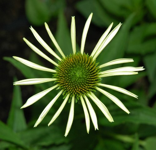 White Echinacea Flower