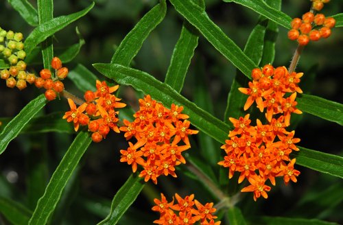 Butterfly Weed (detail)