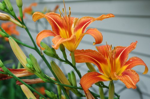 Tiger Lilies (detail)