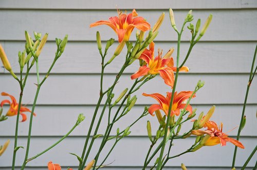 Tiger Lilies