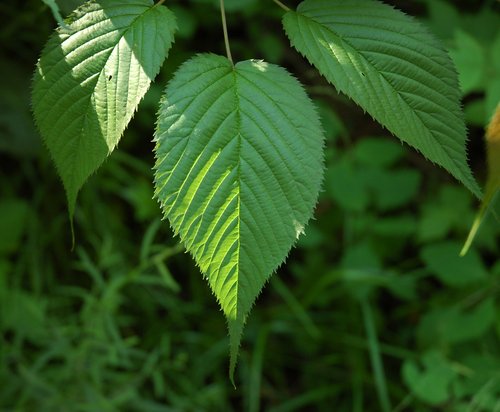 Wild Raspberry