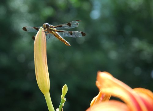 Dragonfly on Tiger Lily