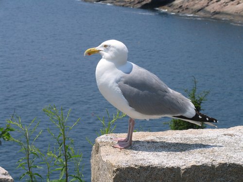 Acadia National Park Seagull (detail)