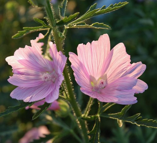 Pink Mallow