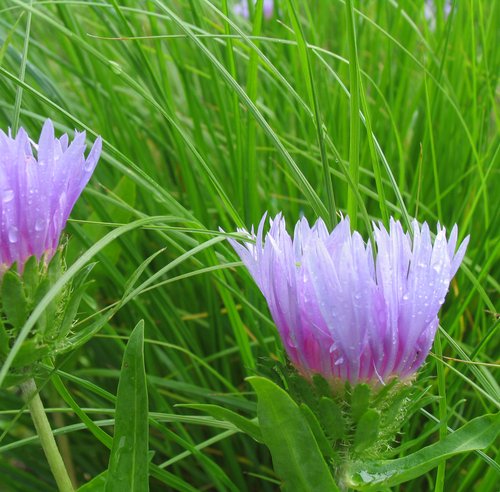 Stokes Aster