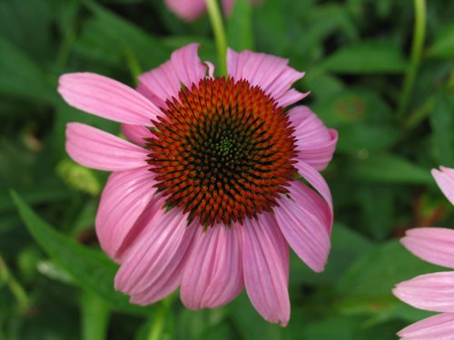 Purple Cone Flower