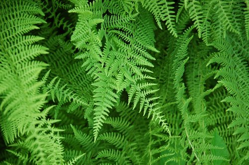 Hayscented Fern