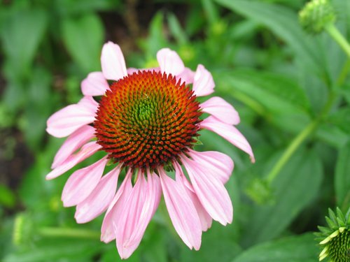 Coneflower