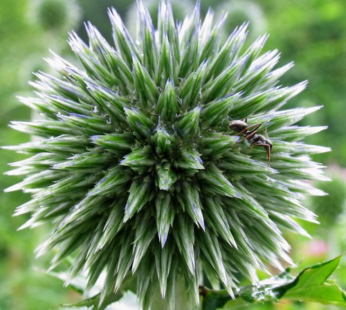 Blue Globe Thistle (Detail with black ant)