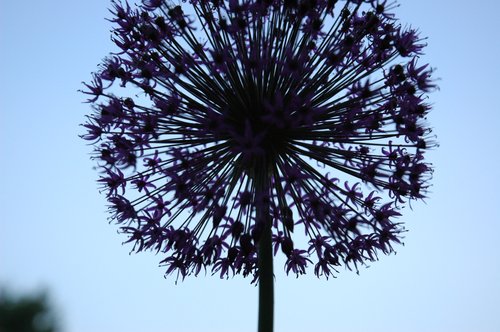 Allium Head Silhouette